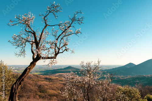 almond tree on the hills