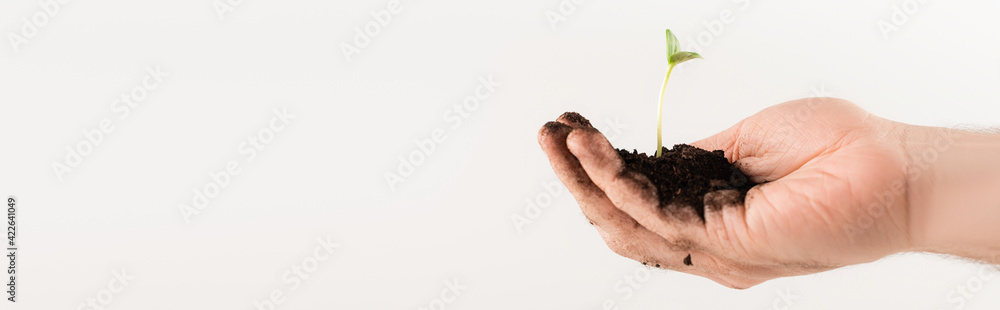 partial view of male hand with young plant isolated on white, ecology concept, banner partial view of male hand with young plant isolated on white, ecology concept, banner
