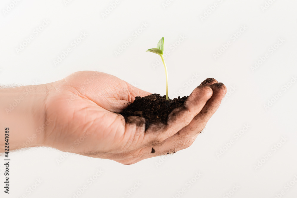 cropped view of man holding soil with young plant isolated on white, ecology concept cropped view of man holding soil with young plant isolated on white, ecology concept
