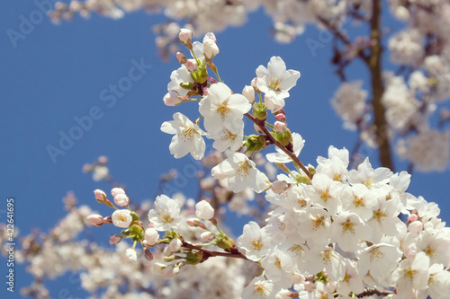 White cherry blossom in flower during the spring