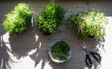 Top view of growing and cutting microgreens
