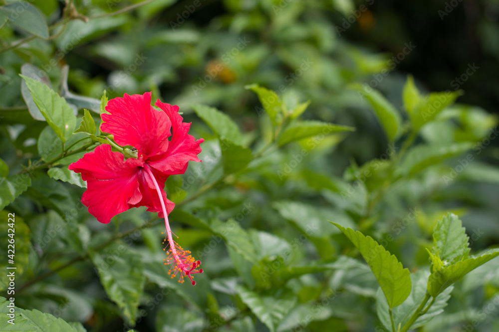 Hibiscus rosa sinensis, cayena, amapola, Fuchsia flowers for phrases or backgrounds Hibiscus rosa sinensis, cayena, amapola, Fuchsia flowers for phrases or backgrounds