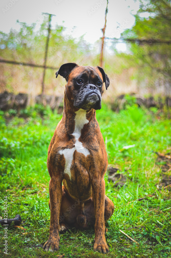 boxer dog in the park