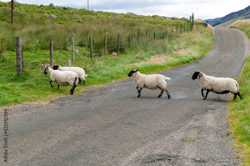 Black Faced Sheep crossing a quiet country road in the north of Scotland looking for fresh grazing
