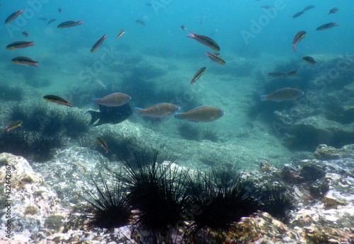 Fototapeta Naklejka Na Ścianę i Meble -  Costa Rica Pacific Sea life