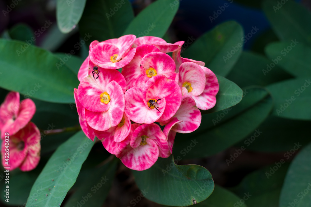 euphorbia milii, Red flowers for phrases or backgrounds euphorbia milii, Red flowers for phrases or backgrounds