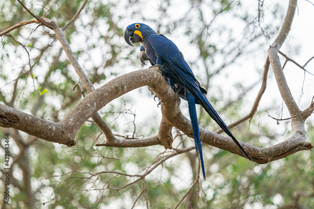 Obraz premium The Hyacinth macaw (Anodorhynchus hyacinthinus)