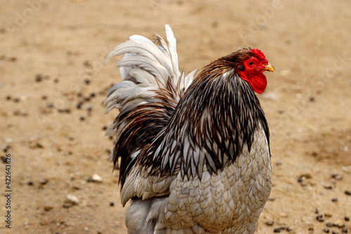 Fotografie, Tablou Selective focus shot of a rooster on the farm