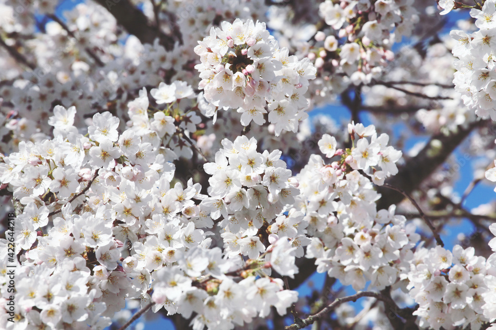 White cherry blossom in flower during the spring White cherry blossom in flower during the spring