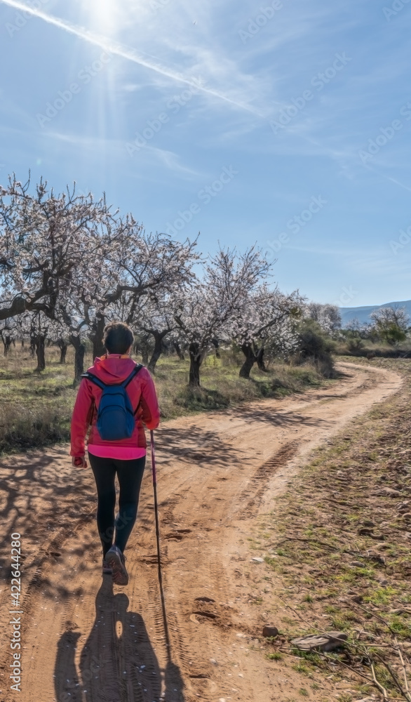 Happy Woman with backpack and mountain clothes walks among almond trees in bloom in spring.