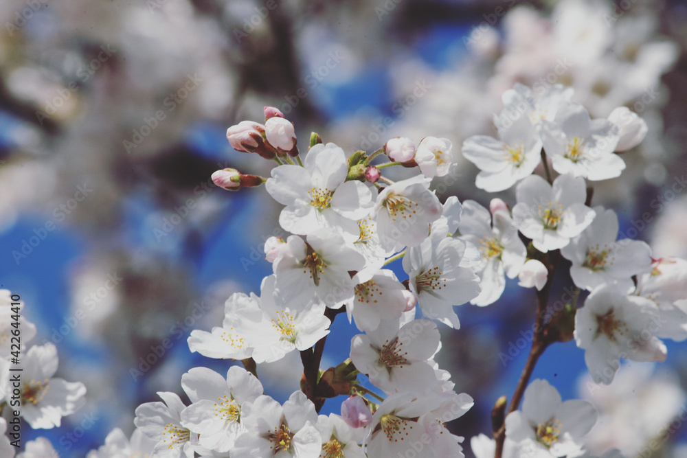 White cherry blossom in flower during the spring