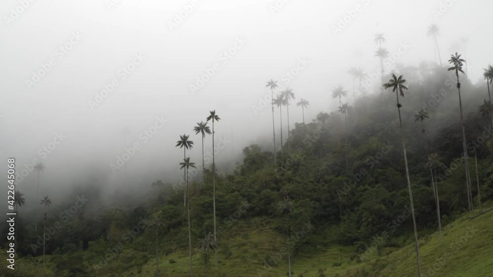 Montaña con palmas y vegetación variada con ambiente nublado.