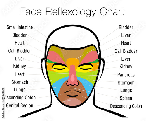 Face reflexology chart. Alternative acupressure and physiotherapy health treatment. Zone massage chart with colored areas and names of internal organs. Colorful face mapping.
