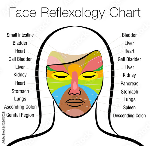 Face reflexology chart. Female face with colored areas and names of corresponding internal organs. Alternative acupressure and physiotherapy health treatment. Vector on white.
