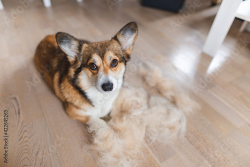welsh corgi pembroke dog with shedded fur funny photo