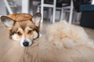 welsh corgi pembroke dog with shedded fur funny photo
