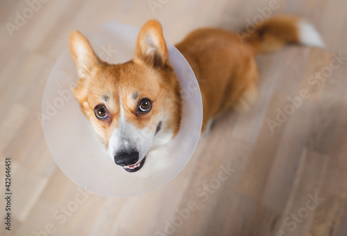 dog after surgery wearing a cone, welsh corgi pembroke dog