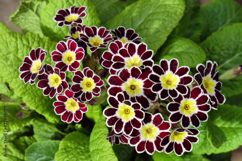 Primula ÔSilver Lace BlackÕ in bloom