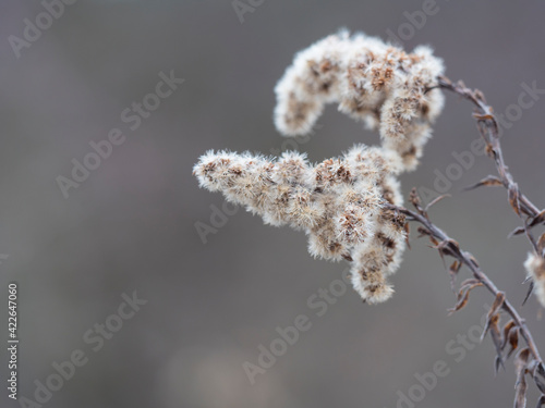 Close up of dry faded flowers of Goldenrod or Solidago canadensis with fluffy seeds on beige bokeh background. Selective focus, copy space