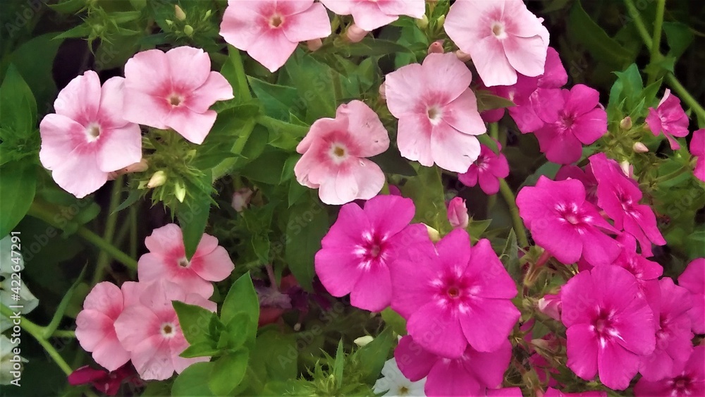 Naklejka premium Multirosa