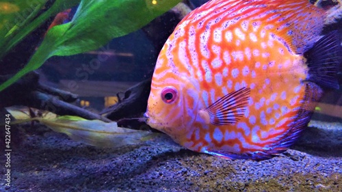 Peixe laranja