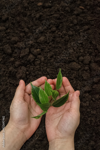 Little seedling in black soil on child hand next to the garden rake and shovel.Spring planting.