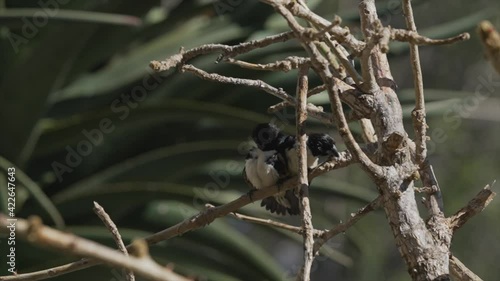 This slow motion video shows a pair of wild Magpie Mannikin (Lonchura fringilloides) finch birds perched closely together on branch cleaning and preening. photo