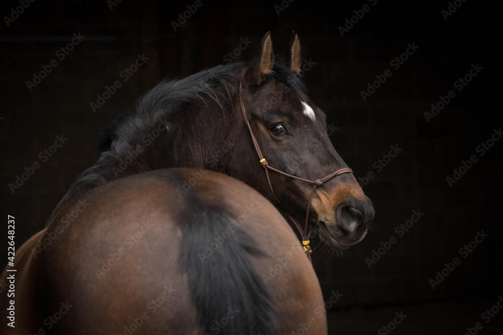 Obraz premium Pferdegesicht
