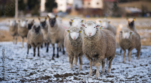 sheep in winter