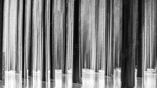 Abstract spruce forest in the winter with snow on the forest floor. Moving the camera vertical during the long exposure to produce the blurred effect, black and white, monochrome.
