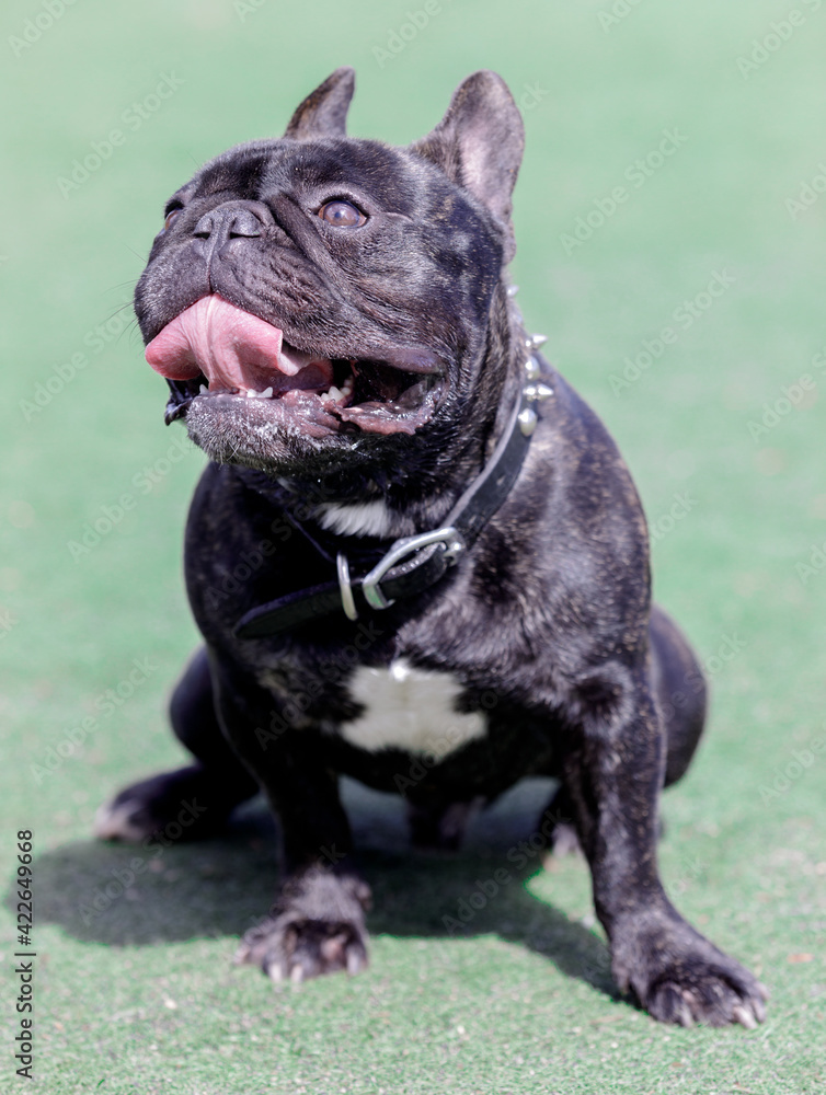 2.5 Years Old Brindle Male Frenchie Catching his Breath. Off-leash dog park in Northern California.