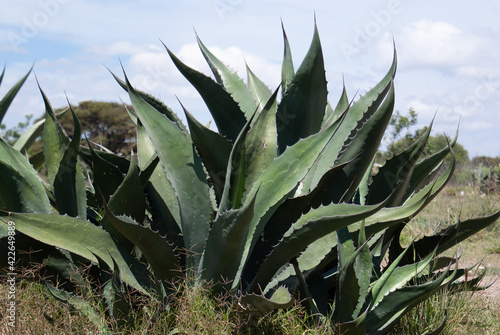 Mexican cactus decoration in Queretaro vineyard fields © Liz Carmona Foto