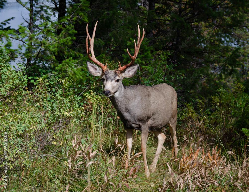 Trophy mule deer buck, 10 point, in natural outdoor setting. Wildlife scene of majestic mature buck with large rack. Hunting for big game deer with antlers. Trophy mule deer buck, 10 point, in natural outdoor setting. Wildlife scene of majestic mature buck with large rack. Hunting for big game deer with antlers.