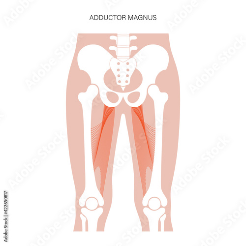Muscular system legs