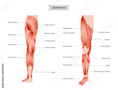 Muscular system legs