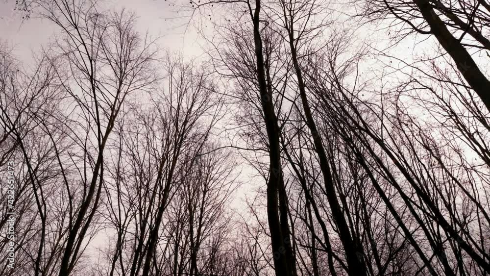 Bäume im Wald Bäume im Wald