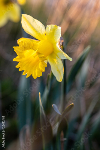 Jonquille - fleur jaune au début de printemps au coucher de soleil