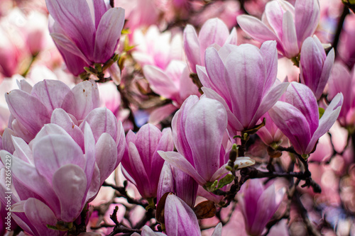 pink magnolia  © Anuta