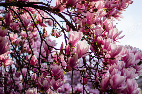 pink magnolia 