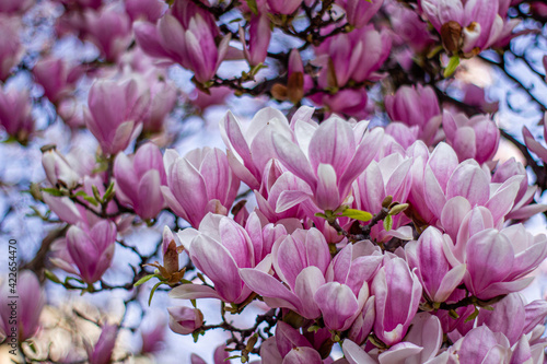pink magnolia 