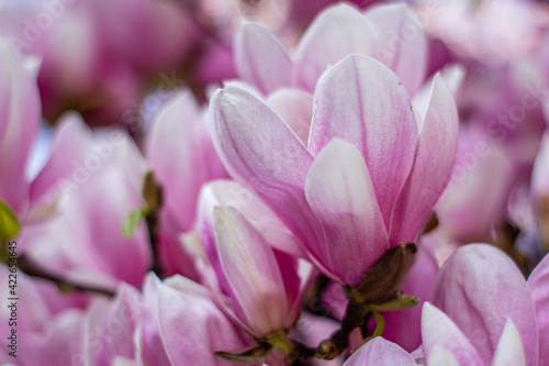 pink magnolia  © Anuta