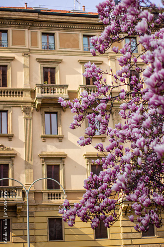 pink magnolia 