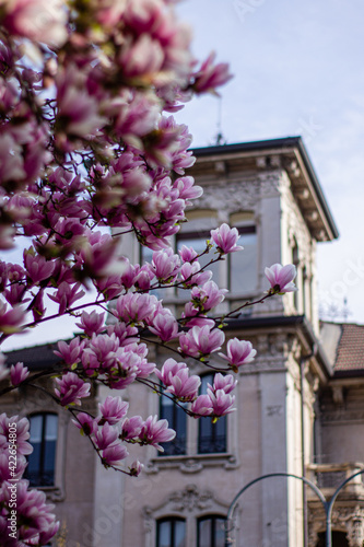 pink magnolia 