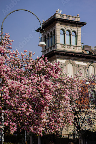 old town italian pink magnolia