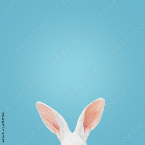 Fényképezés White rabbit ears on a light blue background with copy space