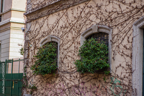old town italian pink magnolia