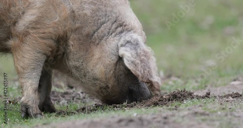 Old traditional pig mangulica digging in mud in field, healthy breeding and meat industry