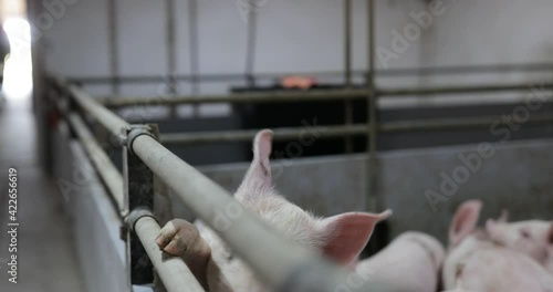Cute curious pink piglet standing on two legs on fence in pigpen and sniffing