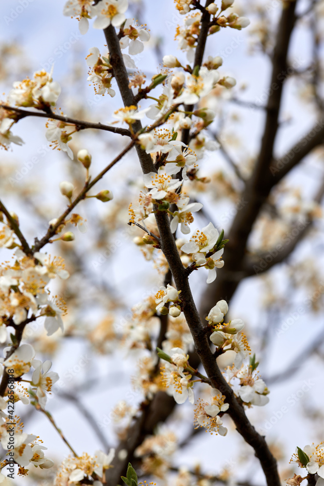 Flowers on branch of Prunus cerasifera in the garden Flowers on branch of Prunus cerasifera in the garden