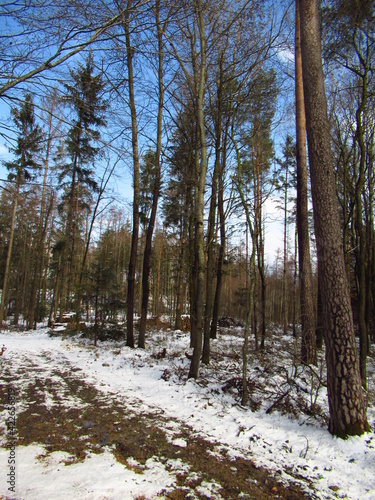 Wallpaper Mural Schnee im Wald Torontodigital.ca